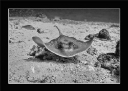 under water "stealth" by Adriano Trapani 